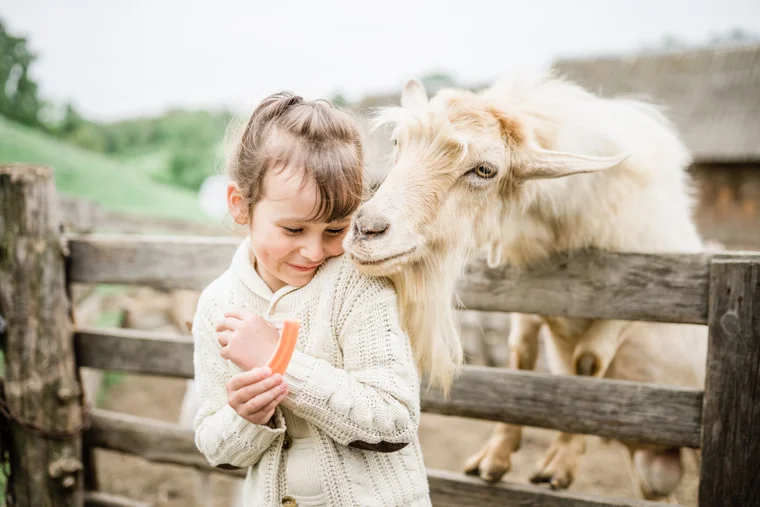 Little girl feeding a goat, who is nuzzling her shoulder
