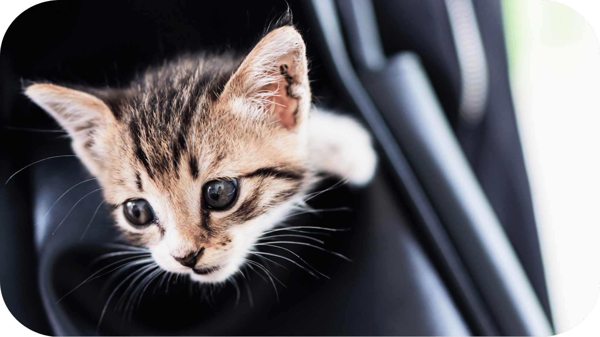 A kitten in a car
